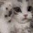Gato GIF