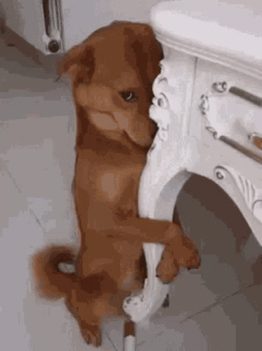 Gatogod GIF
