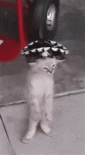 Gatos Memes Gatos Animados GIF
