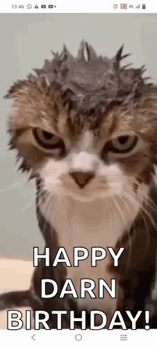 Gatto GIF. This 226 x 498 animated GIF is part of our geburtstag katzen collection. Created by tfoutch. View the original animation, share it, or browse…
