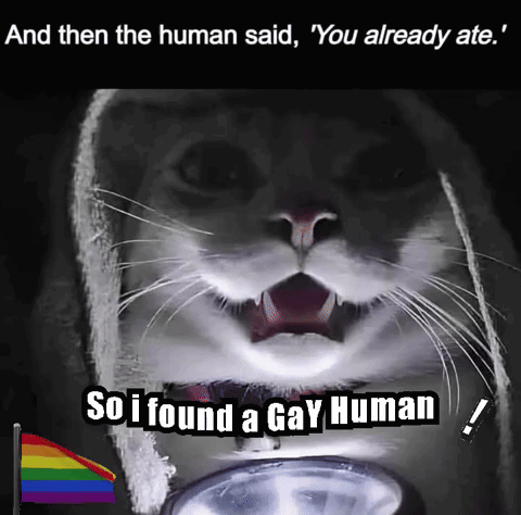 Gay Cat Dad Gay Cat Daddy GIF. This 480 x 474 animated GIF is part of our lustige freitags bilder collection. Created by iamuaremod. View the original…
