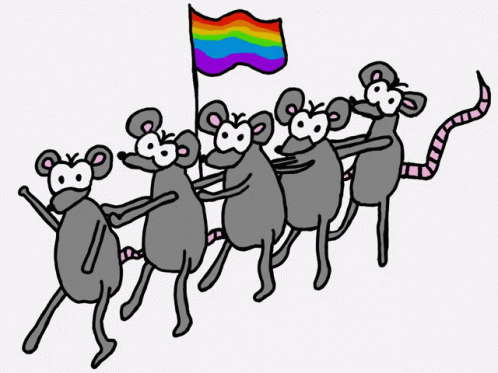 Gay Conga Rats Rats GIF