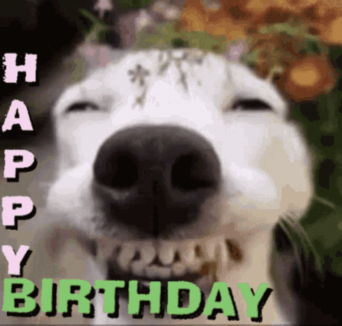 Geburtstag Happy Birthday GIF