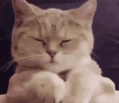 Geleng GIF