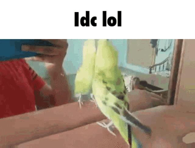 Gemukage Gemukage Birb GIF