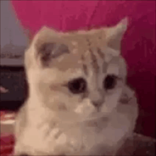 Genau GIF