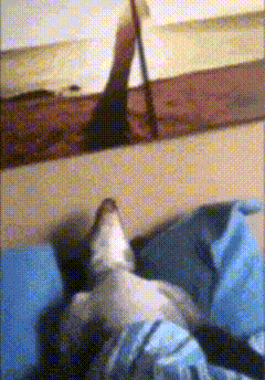 Genuinely GIF