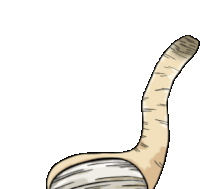 Geoduck Clam Sticker