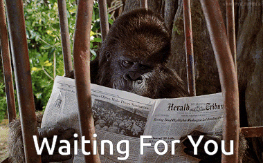 George Of The Jungle Ape GIF