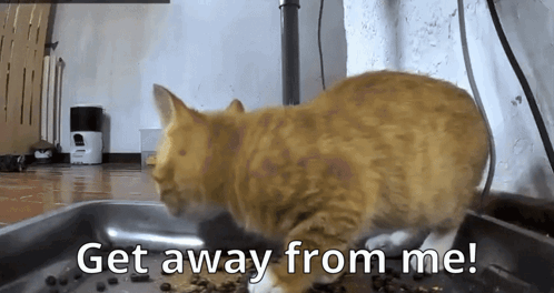 Get Away From Me Scared Cat GIF