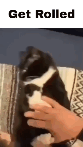 Get Rolled Blanket GIF