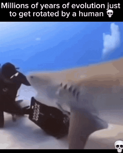 Get Rotated Shark Rotate GIF