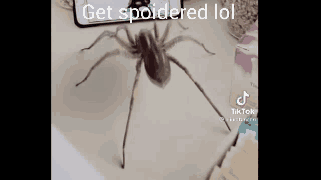 Get Soidered Lol GIF