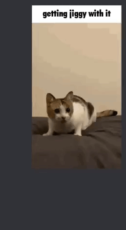 Getting Jiggy GIF. This 258 x 468 animated GIF is part of our hitze lustige bilder collection. Related themes include cat, cat meme, dance. Created by…