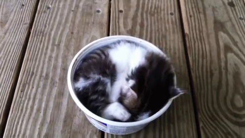 Getting Out Of Bed GIF. This 497 x 280 animated GIF is part of our self flagellation collection. Related themes include cat, cool, cute. View the original…