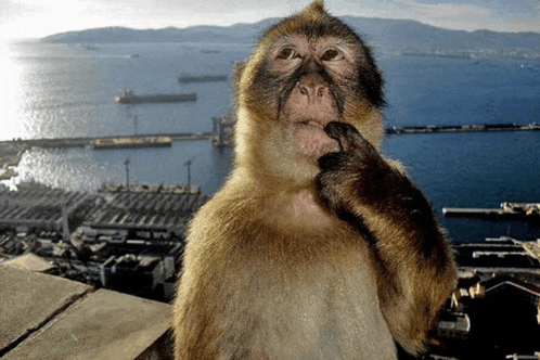 Gibraltar Meme