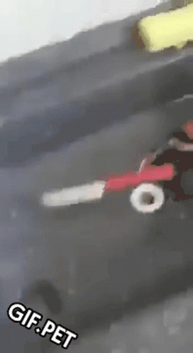 Gif Pet Crab GIF