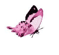 Gif Png Sticker