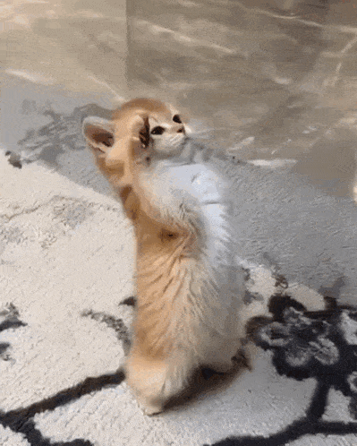 Ginger Cat Kitten Paw Paws GIF