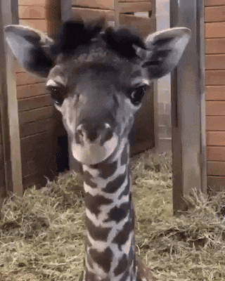 Giraffe Dum GIF