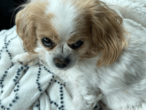 Glare Mad GIF. This 498 x 374 animated GIF is part of our stink eye collection. Related themes include annoyed, funny dog, furious. Created by…