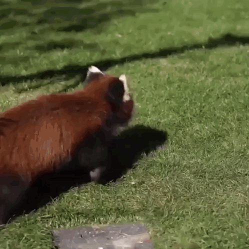 Glomp Red Panda GIF