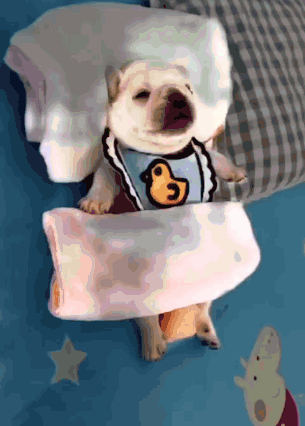 Gmail Gmail Dog GIF
