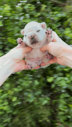 Gmail Pibble GIF