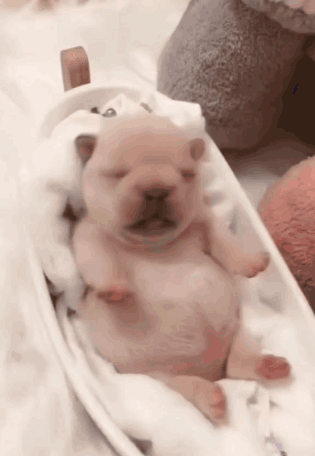 Gmail Pibble GIF