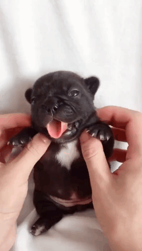 Gmail Pibble GIF