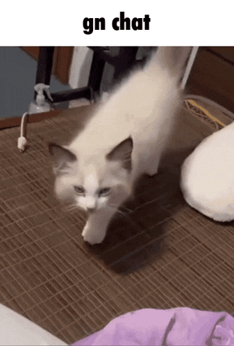 Gn Chat Cat GIF
