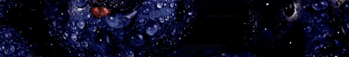 Go Blue GIF