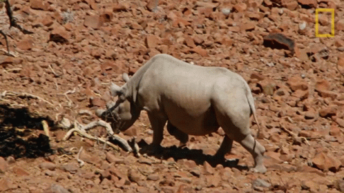 Go In The Shade Protecting The Black Rhinos GIF