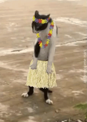 Go Or Not Push Or Not GIF