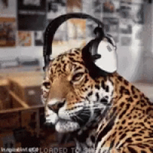 Go To The Beat Cheetah GIF