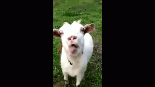 Goagt Ryl GIF