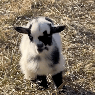 Goat Are You Serious GIF