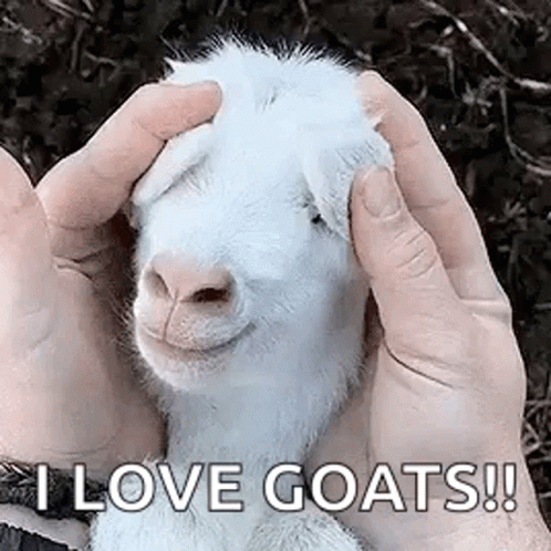 Goat Baby GIF