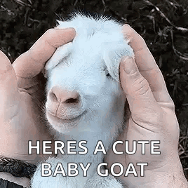 Goat Baby GIF