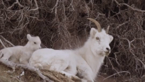 Goat Baby Goat GIF