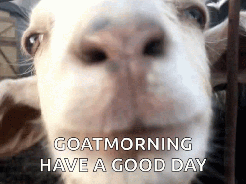 Goat Baby GIF