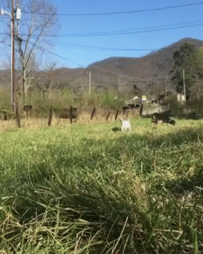Goat Boing GIF