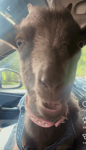Goat Chewing GIF. This 287 x 498 animated GIF is part of our goat collection. Related themes include not impressed. Created by Tsmbeastmode. View the…