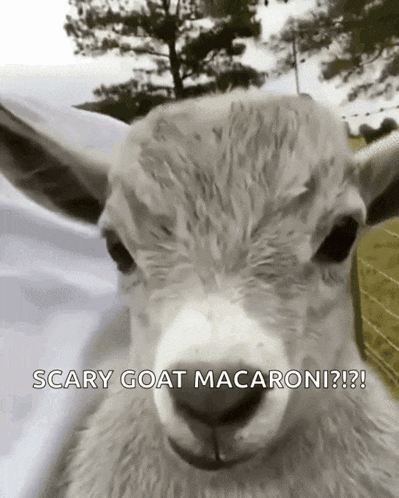 Goat GIF