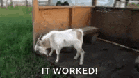 Goat Faint GIF