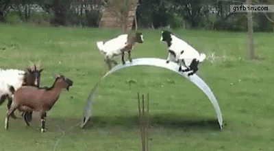 Goat Floppy GIF