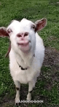 Goat Funny Animals GIF