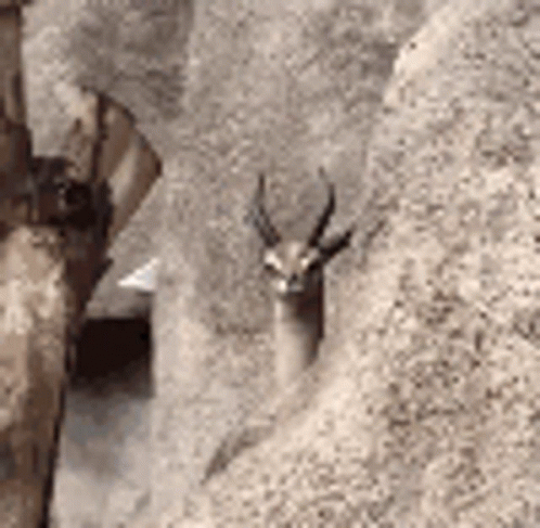 Goat GIF