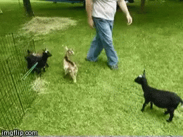 Goat Goat Attack GIF