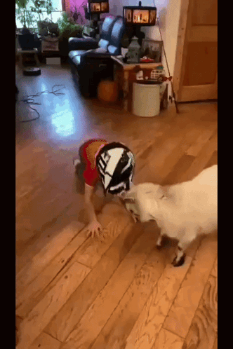 Goat Goat Helmet GIF